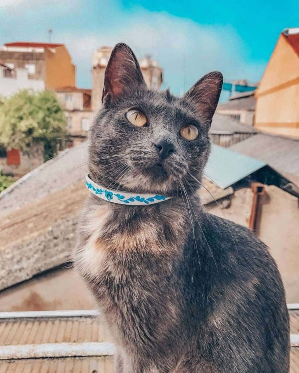 collares de cuero mascotas - Antonina Kadyrova